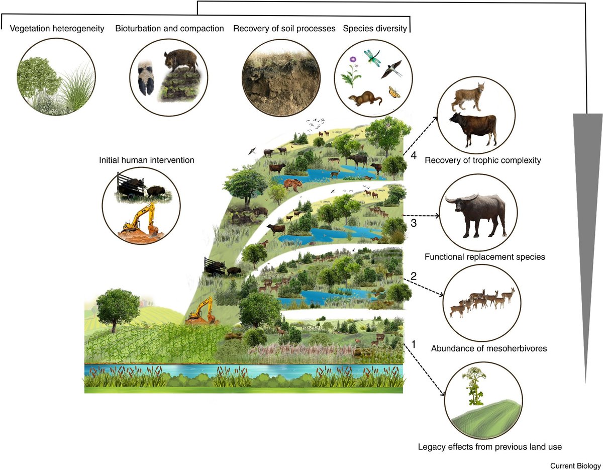 Jens Svenning (@jcsvenning) on Twitter photo Trophic #rewilding can help ecosystems adapt to our rapidly changing biosphere. From #megafauna-driven seed dispersal to buffering against invasive species, we explore how rewilding supports #biodiversity & resilience 🍃🐃<a href="/CurrentBiology/">Current Biology</a> sciencedirect.com/science/articl… 🐺🌼
#Conservation Trophic #rewilding can help ecosystems adapt to our rapidly changing biosphere. From #megafauna-driven seed dispersal to buffering against invasive species, we explore how rewilding supports #biodiversity & resilience 🍃🐃<a href="/CurrentBiology/">Current Biology</a> sciencedirect.com/science/articl… 🐺🌼
#Conservation
