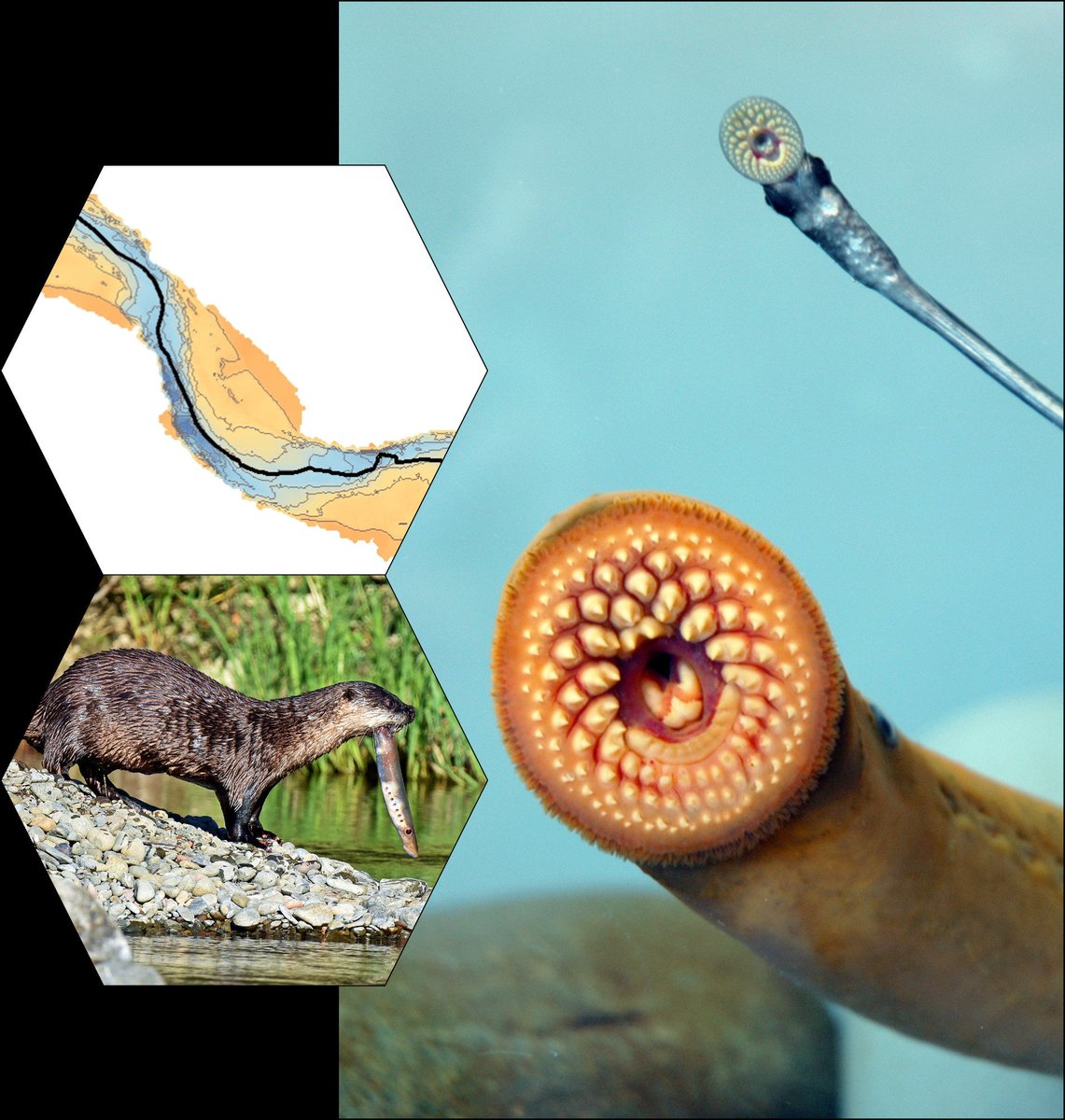 ABEL Lab MSU (@abellabmsu) on Twitter photo Cool discovery regarding how sea lamprey migrate through shallow coastal rivers while avoiding shoreline hunting predators. doi.org/10.1242/jeb.... <a href="/KandaceRGriffin/">Kandace Griffin</a> <a href="/LampreyControl/">GLFC</a> <a href="/GLATOS_Fish/">GLATOS Telemetry</a> Cool discovery regarding how sea lamprey migrate through shallow coastal rivers while avoiding shoreline hunting predators. doi.org/10.1242/jeb.... <a href="/KandaceRGriffin/">Kandace Griffin</a> <a href="/LampreyControl/">GLFC</a> <a href="/GLATOS_Fish/">GLATOS Telemetry</a>