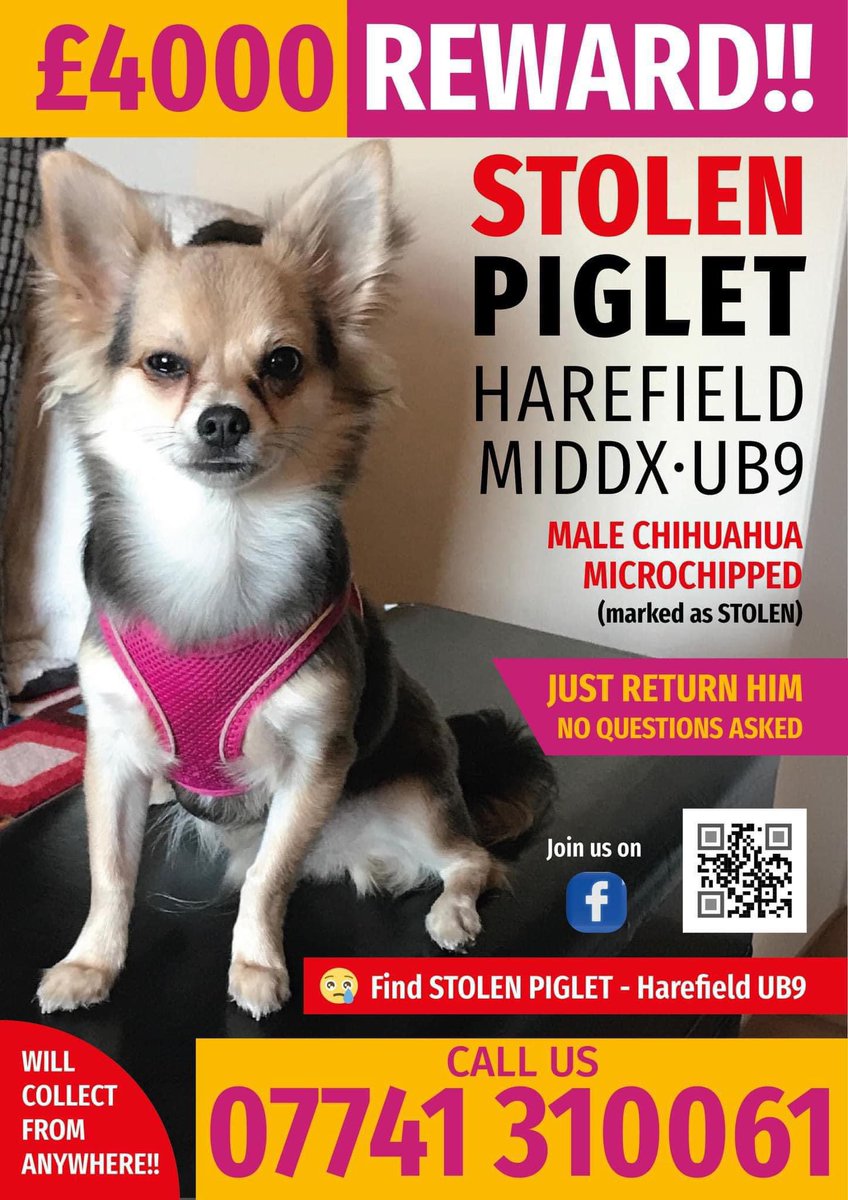 SAMPAuk_'s tweet image. #Missing PIGLET on @GBNEWS this morning 12.02.25
Male #Chihuahua 
Missing from Nr Coy Carp, #Harefield (by canal), #Uxbridge #Middlesex UB9 area, on Thursday, 28th March 2024

Doglost website doglost.co.uk/dog-blog.php?d…

FB: facebook.com/share/g/1BVSxR…

#TheftByFinding #MakeChipsCount