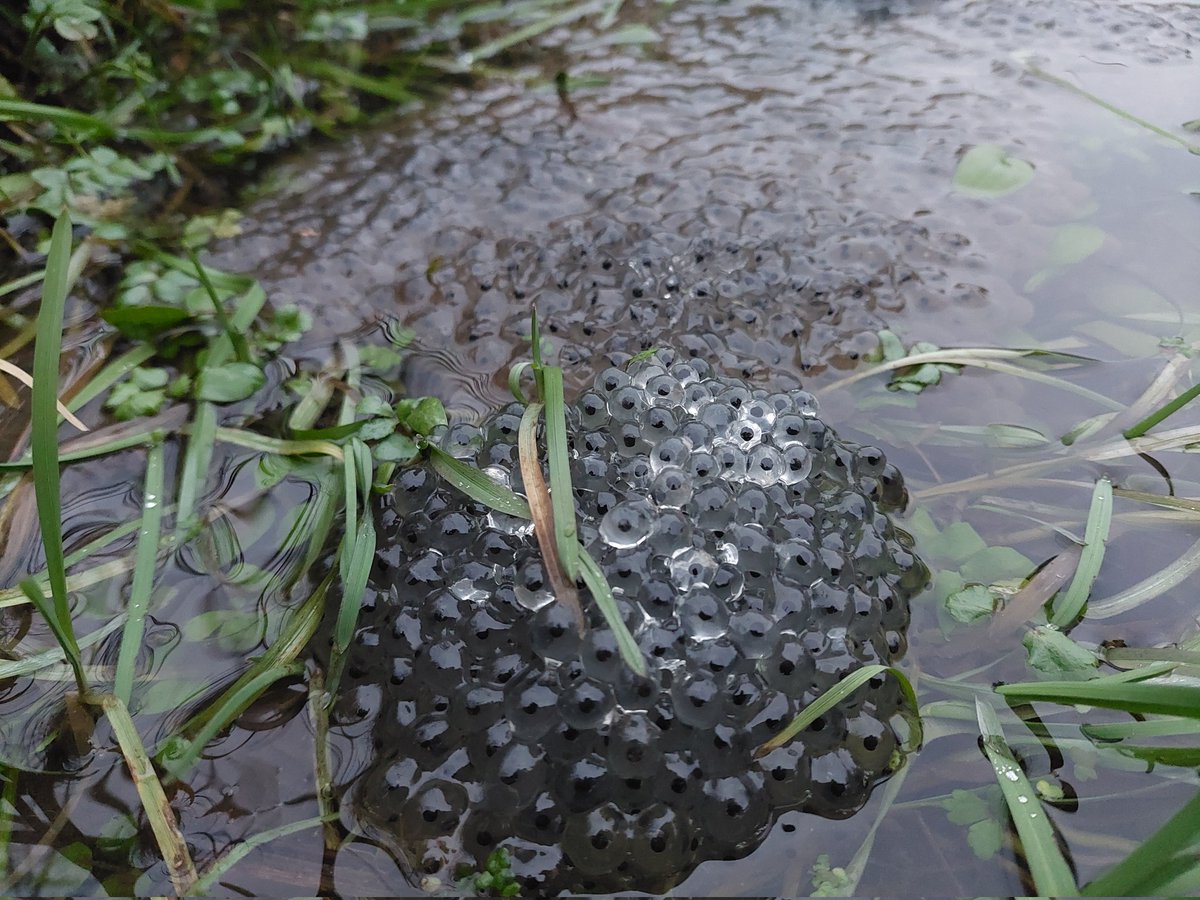 First spawn sighting of the year in my <a href="/SomersetWT/">Somerset Wildlife Trust</a> local pond, about same time as last year. Added to #SpawnMap <a href="/PondDip/">Pond Dip🐸</a> #SpawnWatch