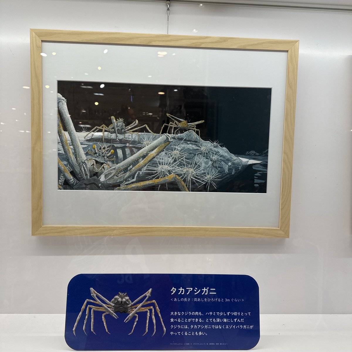 parcobookcenter's tweet photo. 2/11～3/12ギャラリーにて『クジラがしんだら』（童心社）原画展開催中です！クジラが命を終えた後も続いていく深海の壮大なストーリー、それを神秘的に描いた精緻で繊細な原画をぜひお近くでご覧ください。 https://t.co/V87PkQUzaF