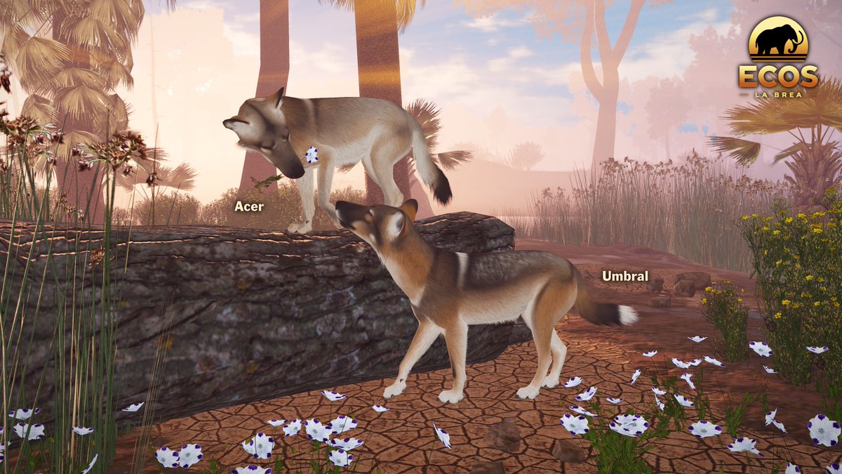 This Friday, show off to your Valentine with two brand new Dire Wolf skins:  
🐺Acer, a tier 2 skin priced at 500 
🐺Umbral, a tier 4 skin priced at 3000