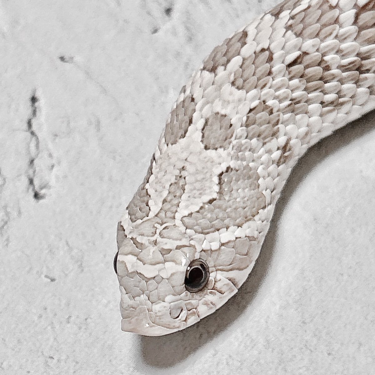 s2semimaru's tweet image. ときしっく