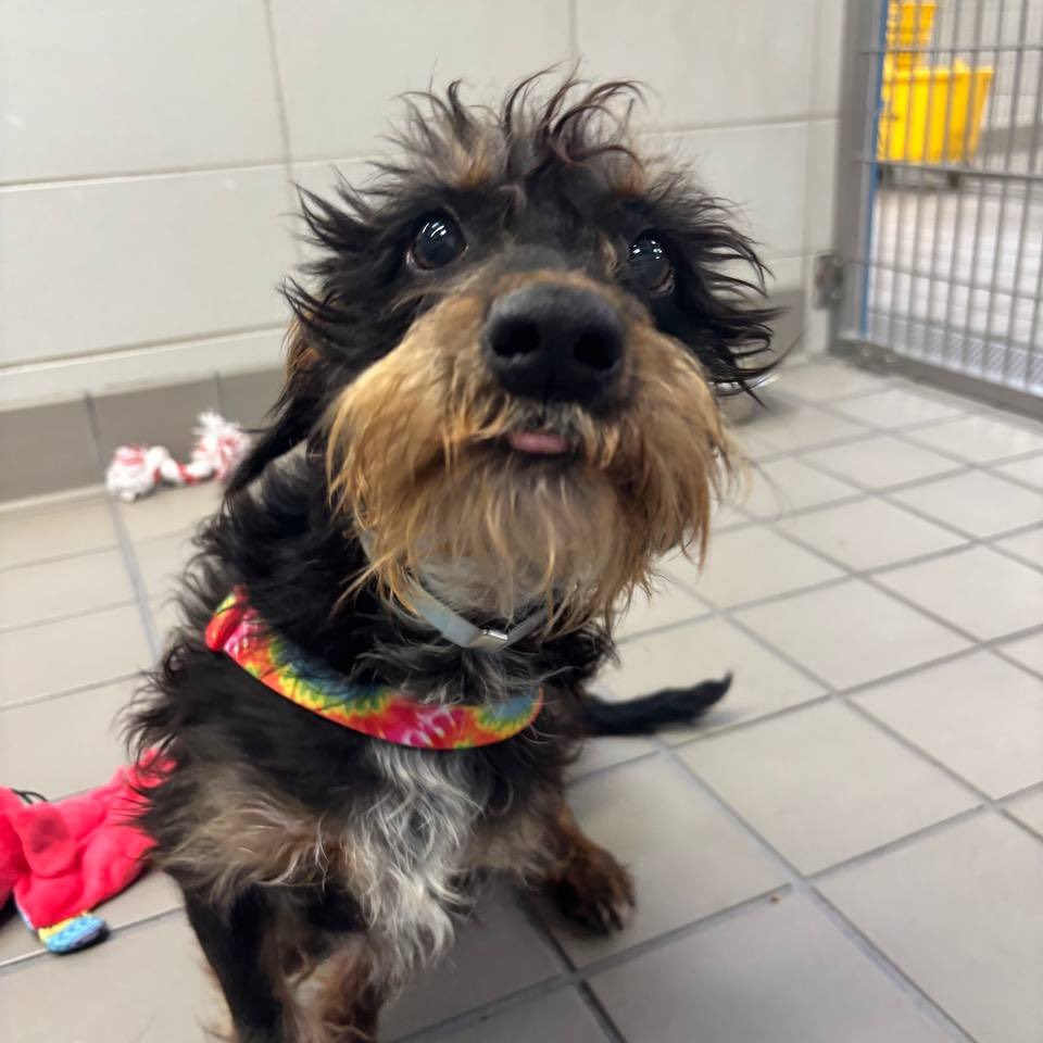 Three-year-old Monterey is a very sweet 19 lb little guy with the most boopable nose &amp; soulful eyes you’ve ever gazed upon. He’s a little shy &amp; scared at first but quickly warms up! Meet him at our Westhampton location today!