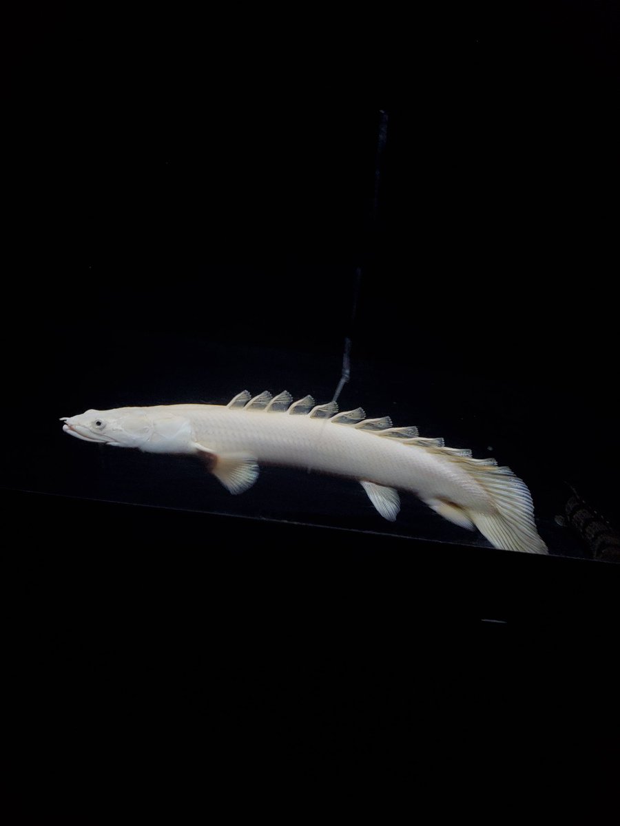 Po_Delhezi's tweet image. ３代目プラエンは雄になったかも疑惑😳
育成デルもバンド質、成長共にぼちぼち良い感じ😌
#Polypterus
#bichir
#delhezi
#デルヘジ
#デルヘッジ
#プラチナエンドリケリー