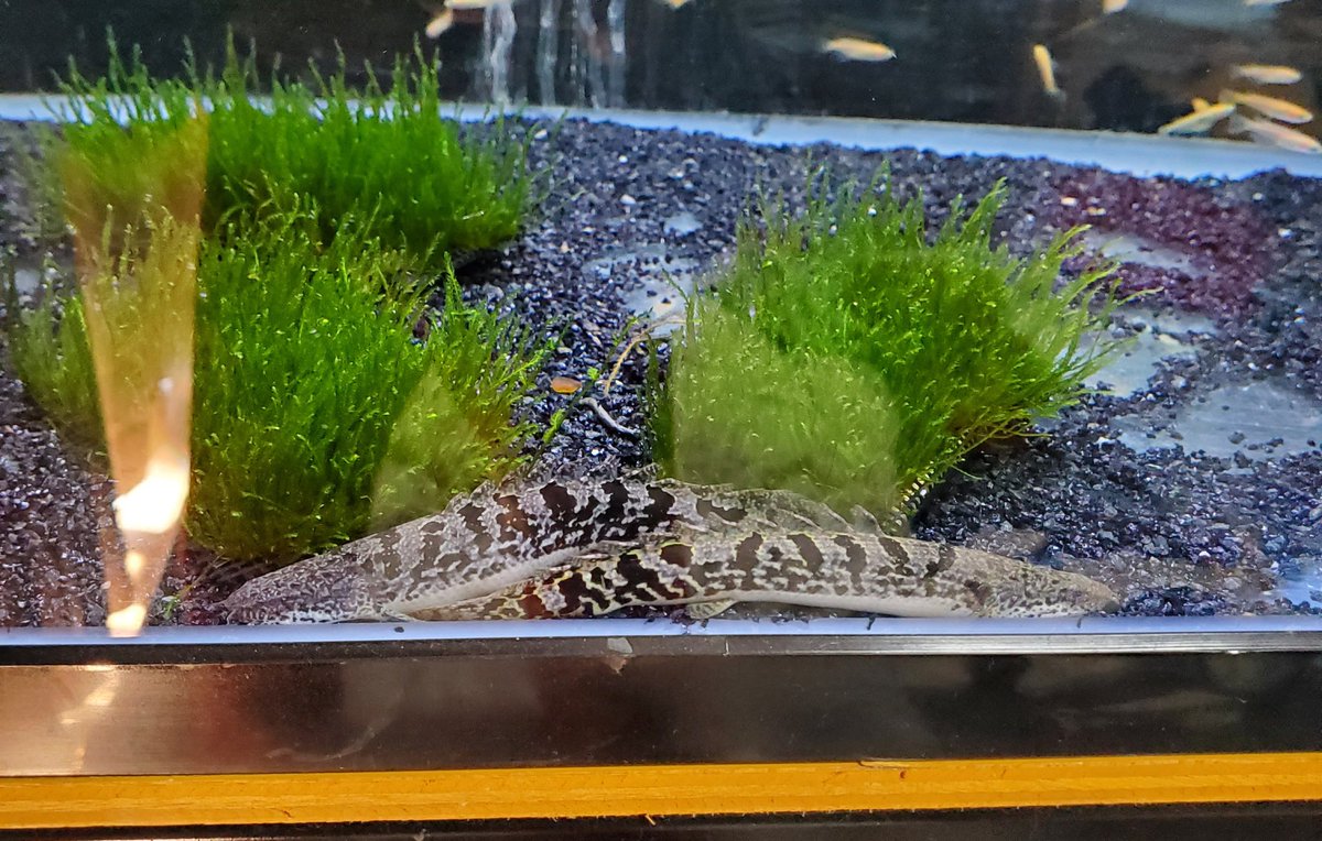 Po_Delhezi's tweet image. ３代目プラエンは雄になったかも疑惑😳
育成デルもバンド質、成長共にぼちぼち良い感じ😌
#Polypterus
#bichir
#delhezi
#デルヘジ
#デルヘッジ
#プラチナエンドリケリー