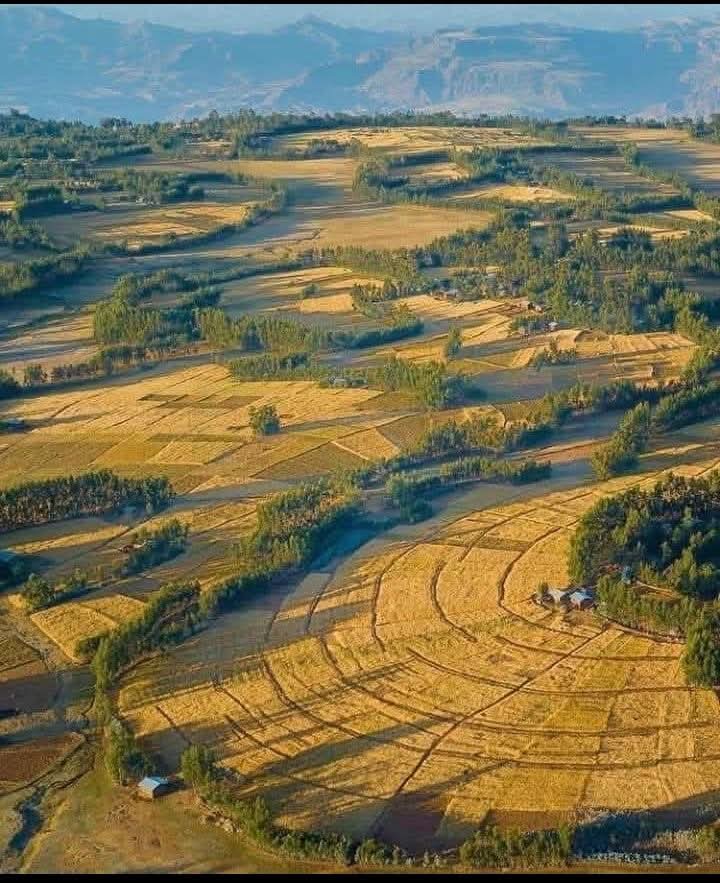 የሸዋ ነጭ ጤፍ የጌቶቹ ምሳ

የት አገኝሻለሁ ብቀመጥ ብነሳ 
💛