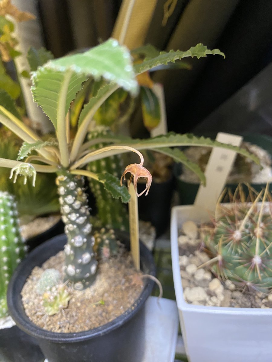 あぁぁぁぁぁぁぁぁぁぁあああ
お花全滅😇

ワイの部屋すこぶる乾燥してるから
環境的に丁度いいと思ってたんだけど、、
水不足だったのかな？？？

#dorstenia #foetida #ドルステニア  #フォエチダ #コーデックス