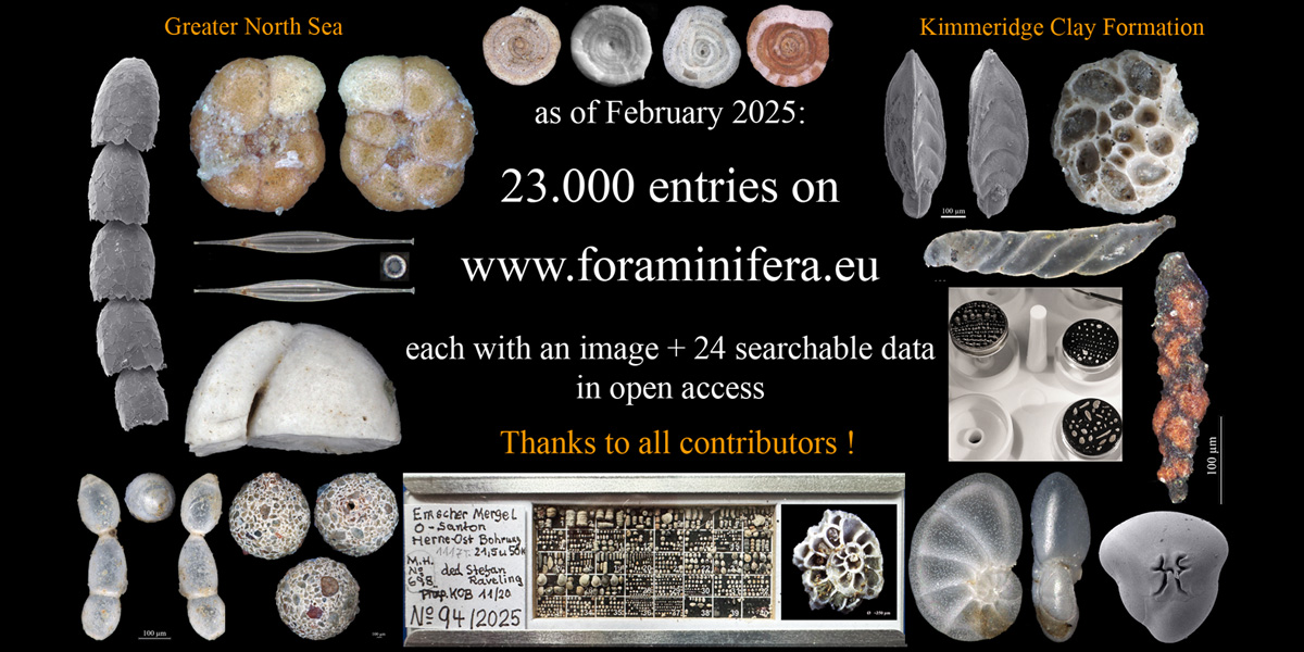 These days we have passed the 23,000 mark in our database. A big thank  you to all contributors from all over the world for sending sediments,  specimens, images and help with identifications. #foraminifera #microfossils #fossils #MarineLife #paleontology #MarineScience
