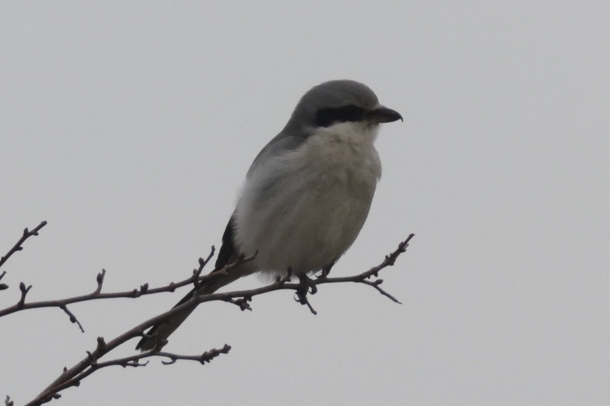 I had a bit of luck with the Copt Hall Great Grey Shrike this morning. I was watching it from a distance when it took off and flew straight towards me, landing 25 yards away.