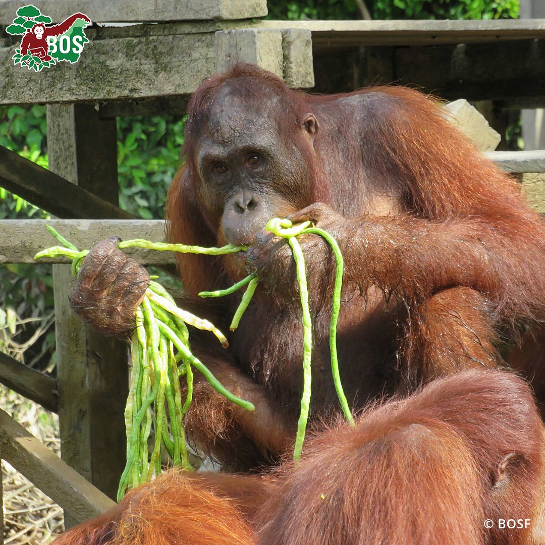 BorneoOSUK's tweet image. Valentino, named for the day he was rescued in 2015, was released on the Pre-Release Island Badak Besar in 2021. Along with Cinta and Jumbo, he's adjusted well to the new surroundings. We'll keep you updated on their progress with our #IslandUpdate series. #WildWednesday