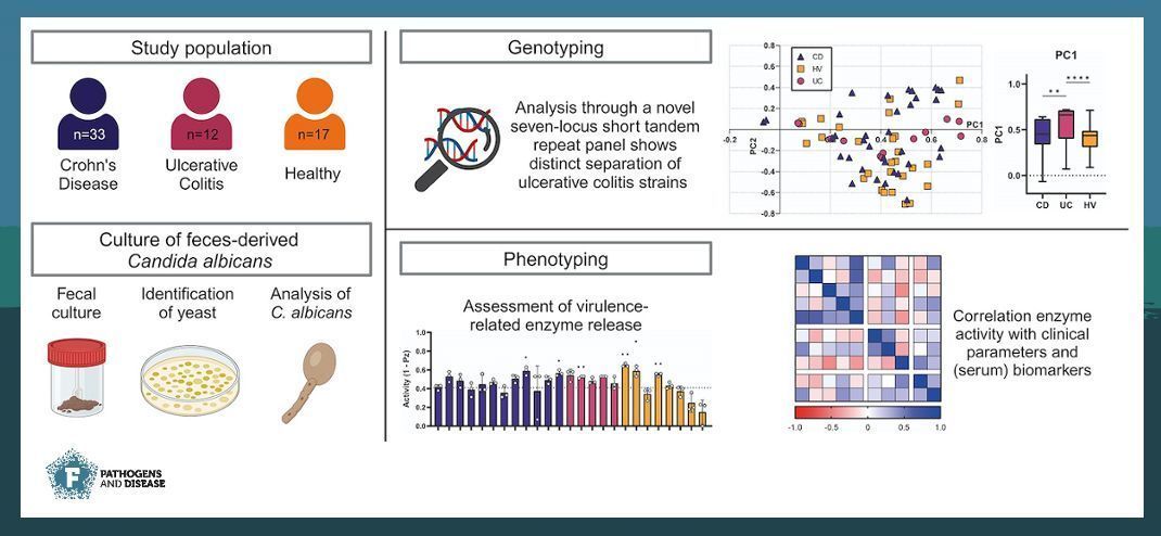 #Mycobiota #dysbiosis in people with #IBD. #Genetic and phenotypic diversity within clinical #Candida strains using a novel #microsatellite typing method.  Incredible work from <a href="/iamvanthiel/">Isabelle van Thiel, PhD</a> and col. 👏🏻 ⏩ buff.ly/3Ezzv1k 
#PathogDis