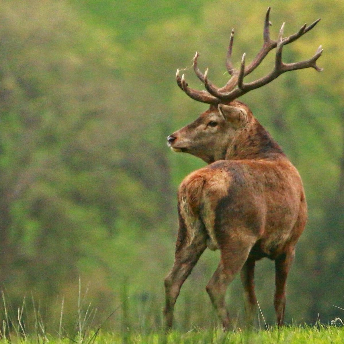 We will be discussing the potential impact of non-evidence based deer management units on native Red deer, other deer species, along with the consequences for the 6,500 licensed deer managers who have made substantial investment in deer management on <a href="/RTERnaG/">Raidió na Gaeltachta</a> with our own <a href="/edhick/">Ed Hick</a>