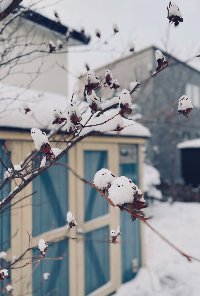 ゆきんこ❄︎ページ WALLTZ ステッカー】 ハシジュンコ / Daruma kikko (42x42cm