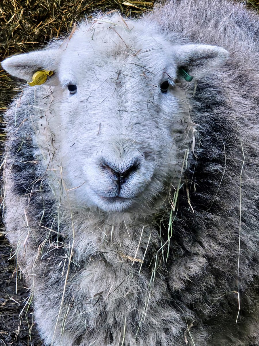 fars_sanctuary's tweet image. Hi &amp;amp; #HappyWednesday friends – from serene, beautiful #CloudSheep, from the FARS humans, from everyone 🐏🐑🐔🐓🐖🐈🕊

#WednesdayVibe 
#Warwickshire
#VeganSanctuary
#VeganForThem
#FriendsNotFood
#FamilyNotFood