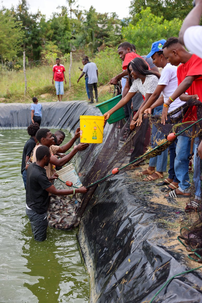 KilifiCountyGov's tweet photo. Congratulations to the Chuga Chuga Self Help Group in Rabai Kisurutini Ward for the successful harvest of 208 kilograms of Tilapia from one of the two newly established fish ponds. https://t.co/pQnyj24igh