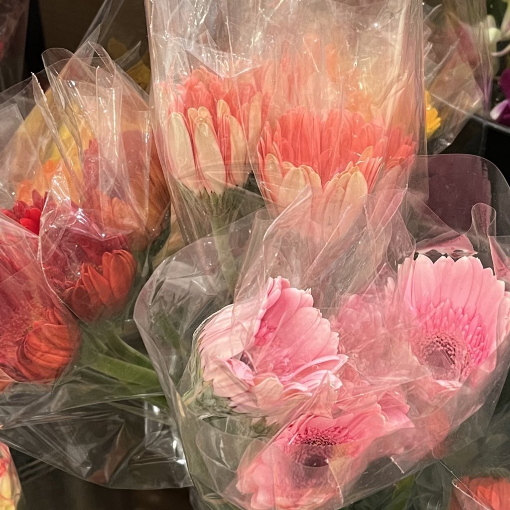 daisy bloom tweet media