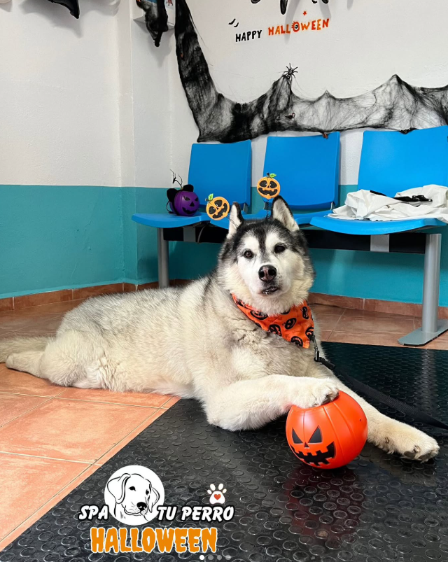 Spatuperro's tweet photo. 💕 ¡Día de spa para todos! Trae a tu mejor amigo y disfruta de un día lleno de mimos y cuidados. ¡Te esperamos! 🐕 https://t.co/G5XzWQSxO1