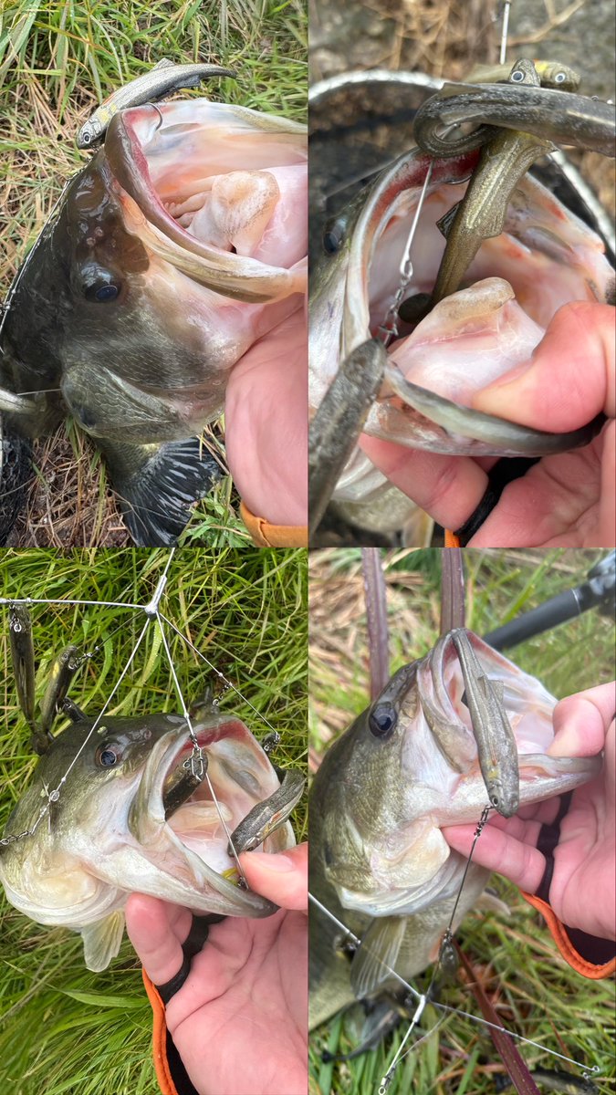 fishing0812's tweet photo. 夕方2時間で4本🔥🔥

バイト丸見えたまらん🫰

#incyde #プロップフッカーゼロ https://t.co/IEoXA1AqYk