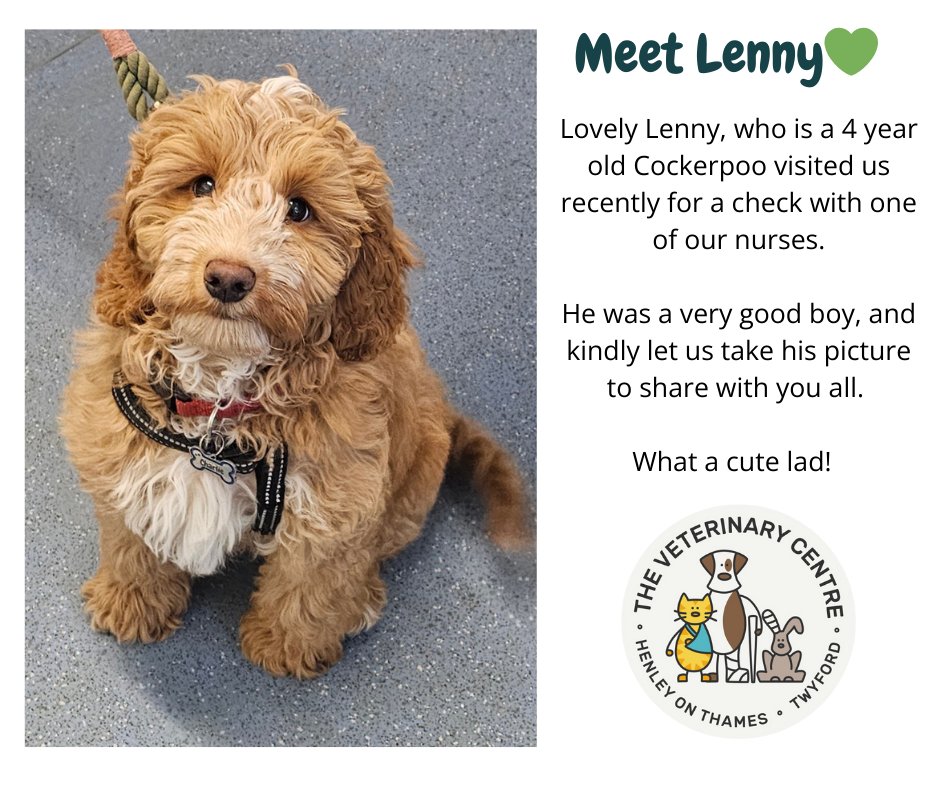 henleyvets's tweet photo. Meet Lenny π
#independentvets #localvets #familyvets #henleyonthames #twyfordberkshire #cockerpoo #dogs https://t.co/9njwwcttno
