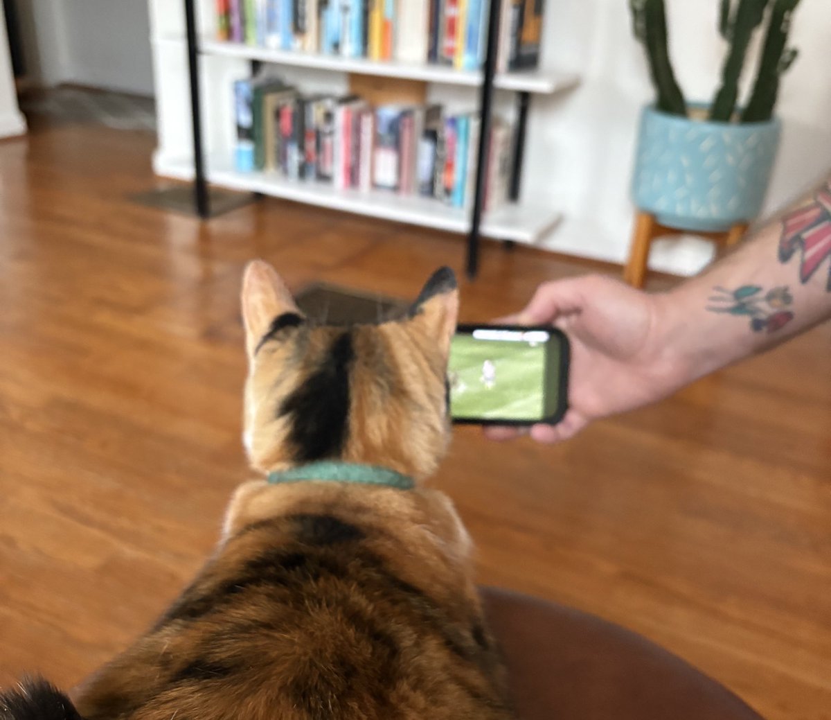 Making my cat watch Evander highlights