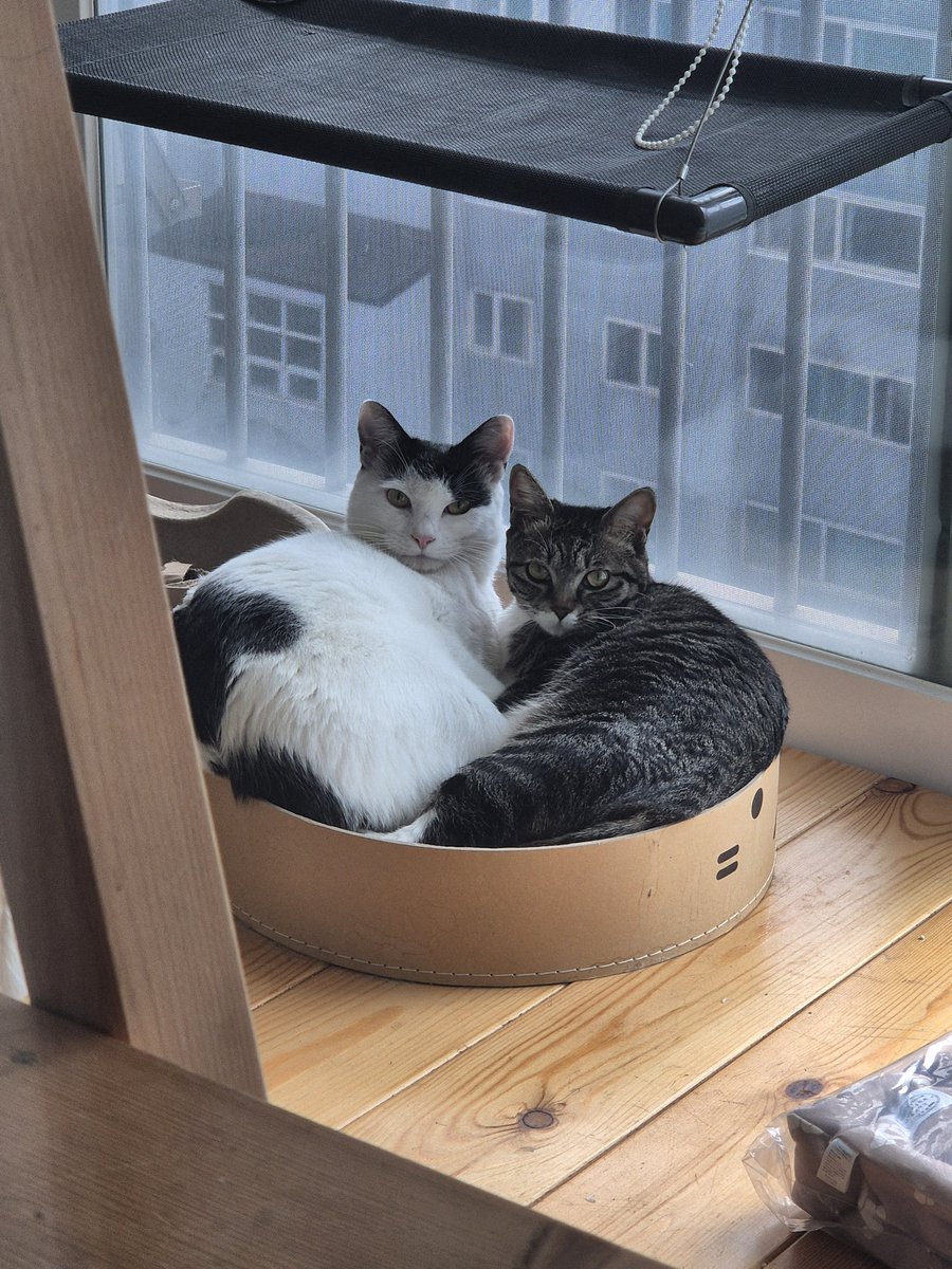 동반입양.. 이렇게 헨젤과 그레텔처럼 서로 의지하는 아이들이라면 입양하는 사람들도, 입양보내는 사람들도 아마 걱정없이 잘 어울리고 잘 적응할거라고 자부합니다!!
혼자사는 1인가구도 가족이 여럿이어도 모두 행복한 동반입양하세요~~😻🫶🏻