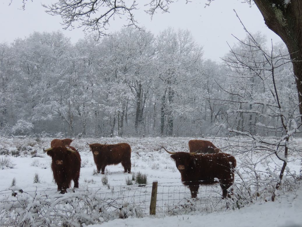 #Fraaiwinterweer in Midden Drenthe. Dat is genieten.