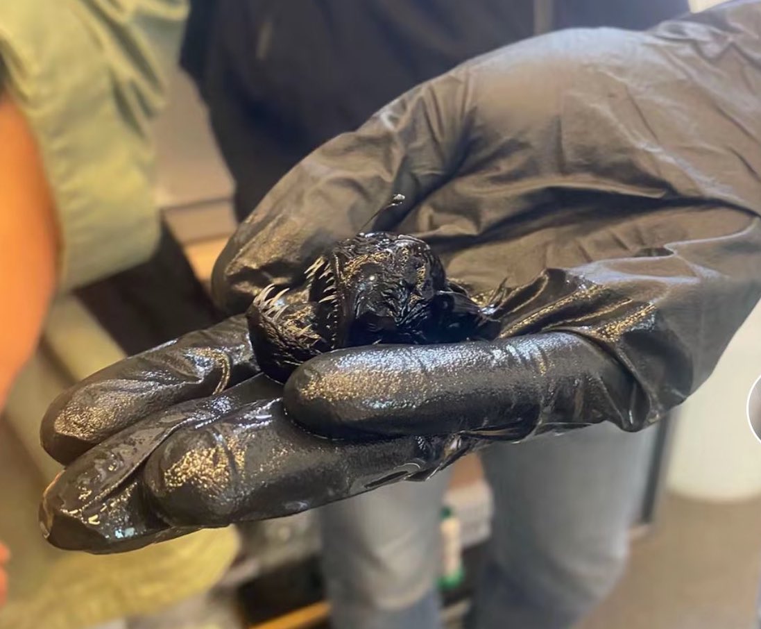 CHE CÓMO Q EL PESCADO MEDIA ESTO JAJAJAJA BOLUDO YO PENSE Q ERA NO SÉ DEL TAMAÑO DE LA LAURA UBFAL