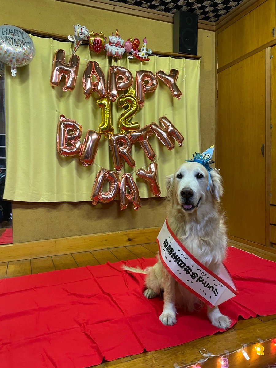 UK1682's tweet photo. 10日で祝12歳
今年はケーキをセミオーダーしました
とっても可愛かったです https://t.co/DM9E5u45JF