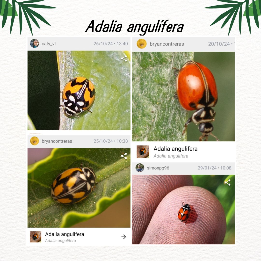 Infografía para reconocer visualmente a la especie Adalia angulífera