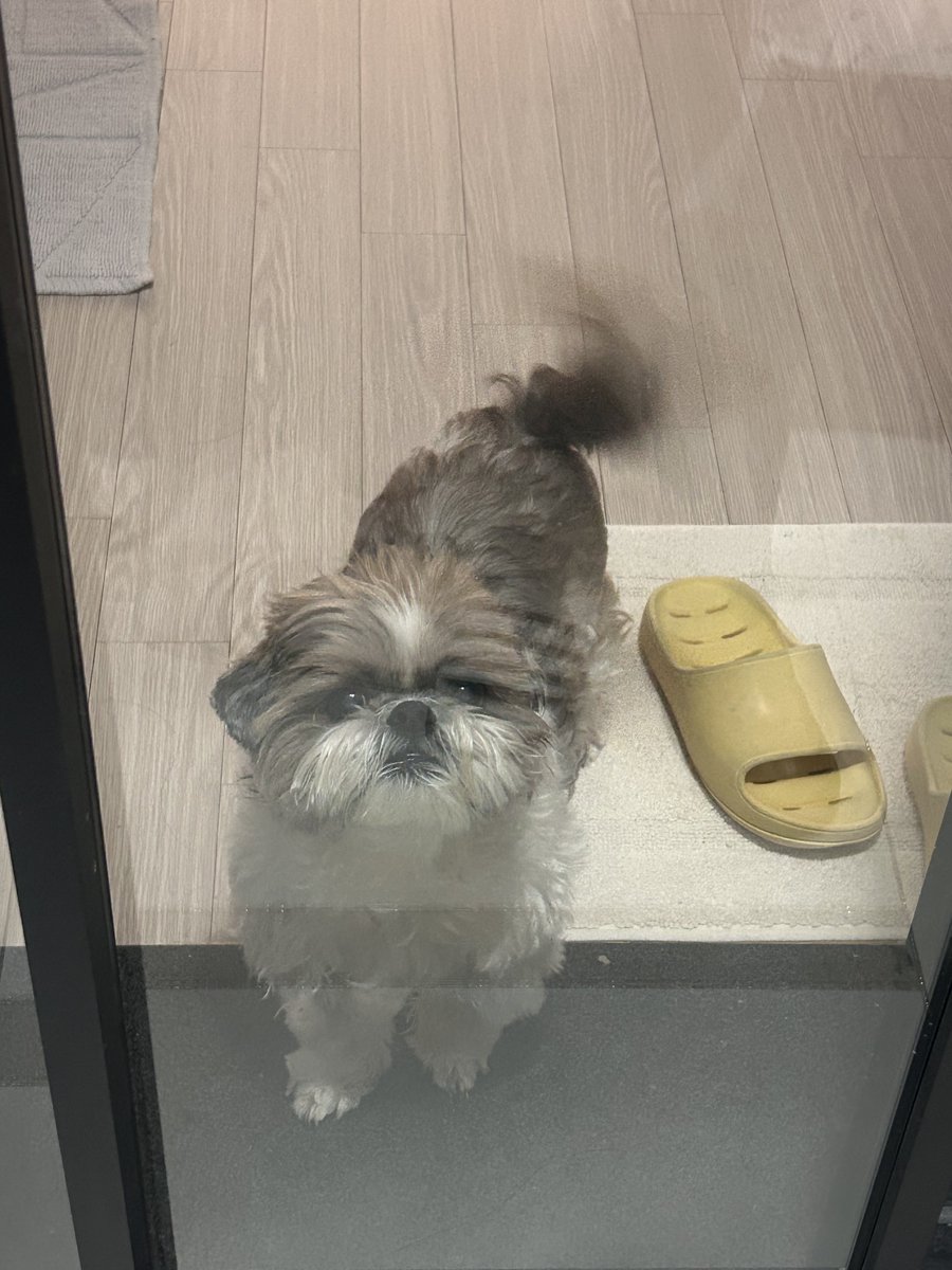 문 여니까 붕붕 거리는 꼬리보고 함박웃음 짓게 됨
