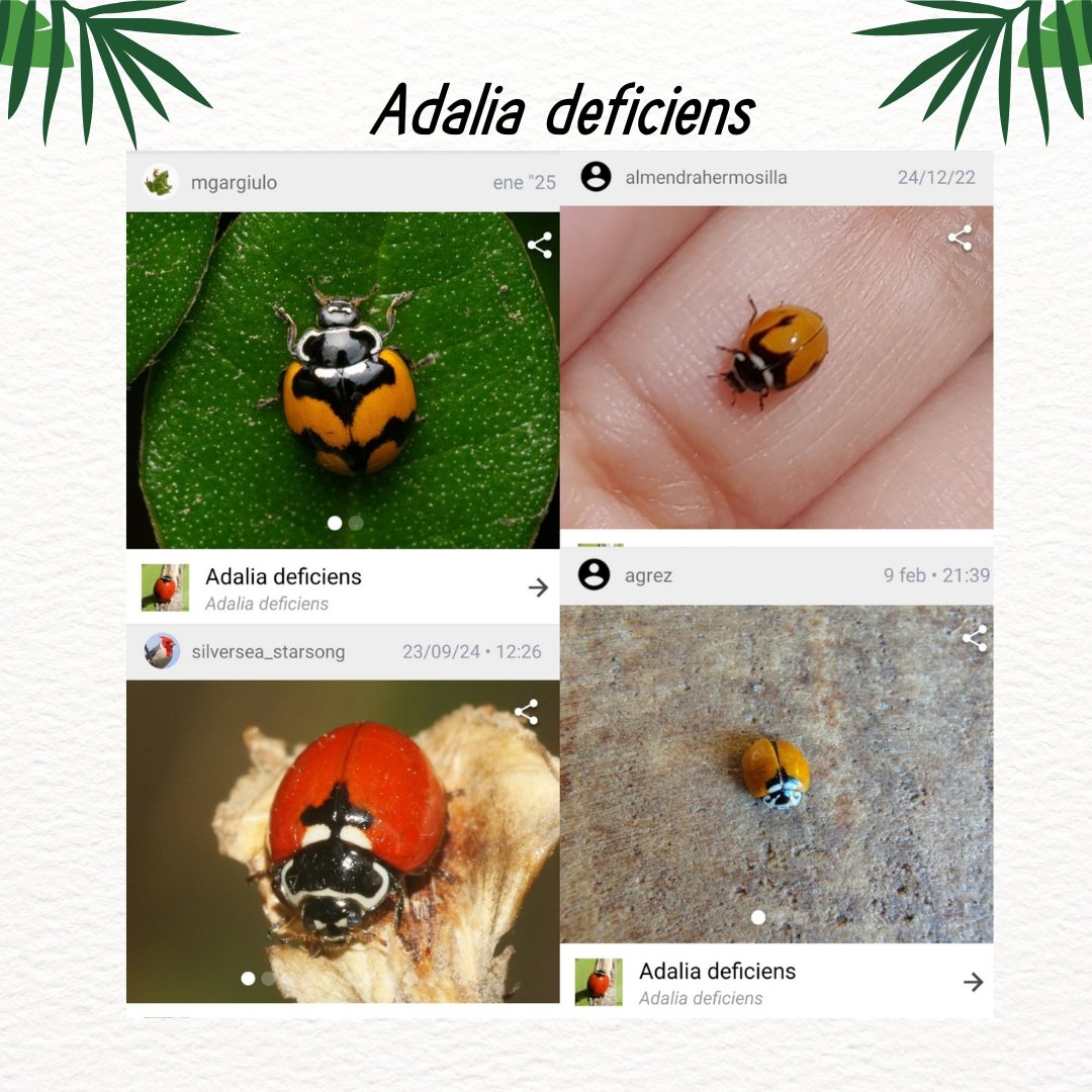 Adalia deficiens.