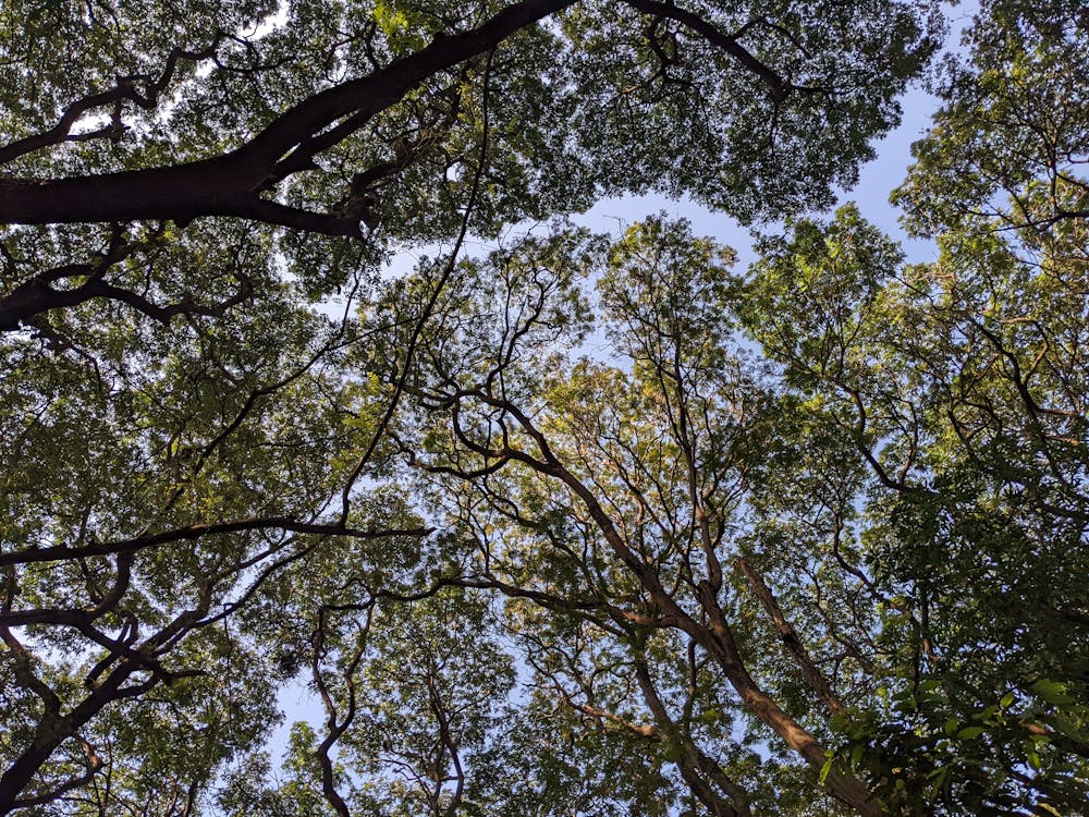 vandymini's tweet image. 🏘️In our urban jungle, 🌳fully grown trees are the unsung heroes—purifying air, boosting oxygen, and regulating our climate.🌏 Let our future generations enjoy their legacy. #SaveRamMulaDevrai
#Pune #ClimateActionNow #sacredgrove #Baner #cleanair
@moefcc @MahaForest @PMOIndia