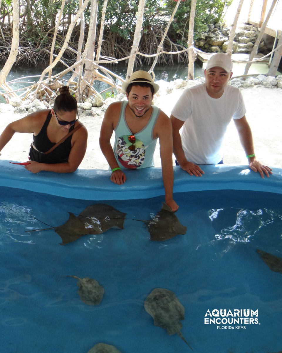 FLKeysAE's tweet image. Step into the stingray training zone at Aquarium Encounters! In the Nursery Encounter, you’ll team up with our marine biologists to train young stingrays — no swimsuit required! 🌊🐟 It’s a dry, hands-on experience for all ages!
