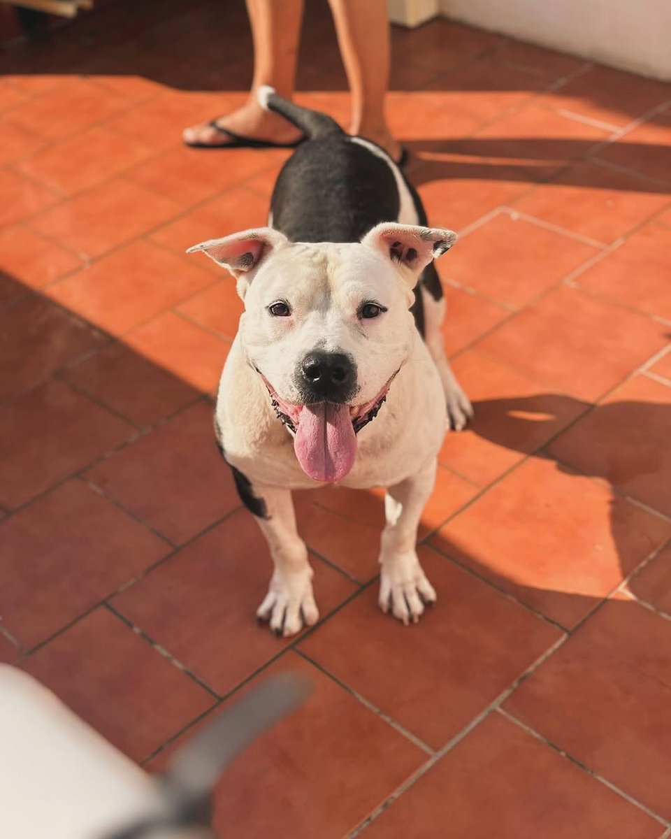 Este es LEO y necesita encontrar un hogar urgente 🙏

Llegó a la perrera hace más de un año víctima de abandono y maltrato. Tras 6 meses de recuperación en casa de acogida, está recuperado, aunque ha dado positivo en Leishmania, pero ha empezado su tratamiento y hace vida normal.