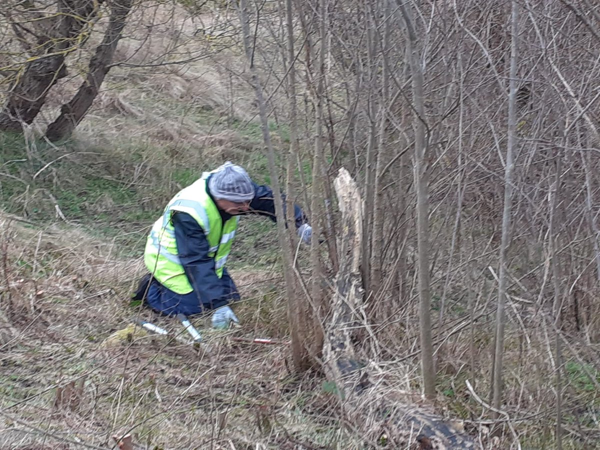 Another successful, albeit chilly day yesterday, working on the South facing dunes at the Gunsite, cutting down invasive scrub elm and making more sandy basking patches for butterflies, lizards and mining bees.