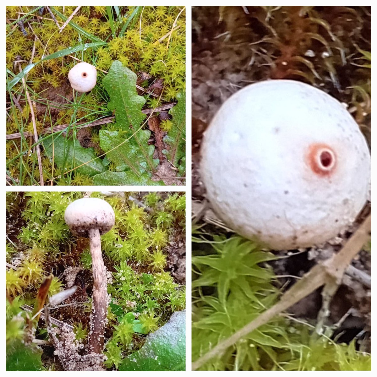 Fascinating little fungus found growing in the moss and short grass on the dune slope. 
The Winter Stalkball (Tulostoma brumale).  You can clearly see the spore release hole on top of the spore sac.
Common in coastal sandy areas, it is another good record for the Gunsite dunes.