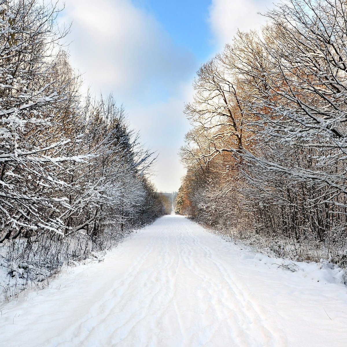 🔆🌞☀️🌳❄️🛣️❄️🌲✨💞