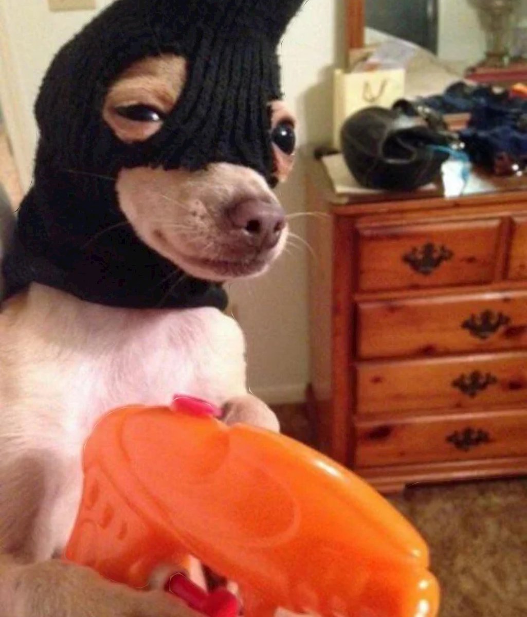 Ski_CTO's tweet photo. dogs keep masking up around the world

it’s a movement — we want to see your dog in a ski mask for a chance to be featured 

tag us with $SKI https://t.co/GakIpSMauq
