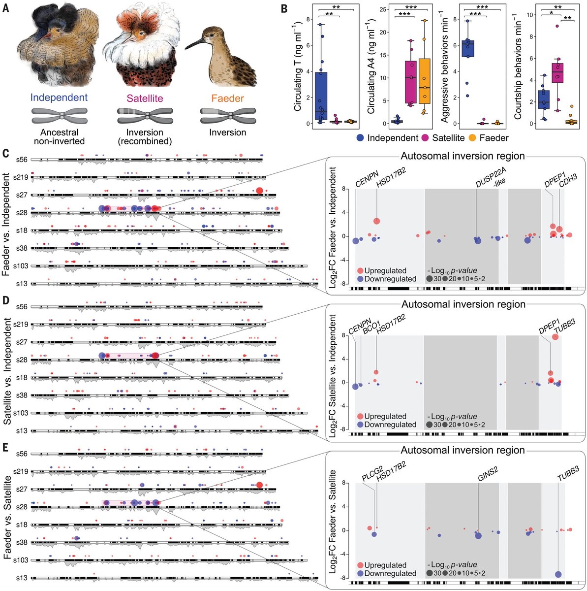 "A single gene orchestrates androgen variation underlying male mating morphs in ruffs" New paper featuring <a href="/fusanilab/">fusanilab</a> out now in <a href="/ScienceMagazine/">Science Magazine</a>!
science.org/doi/10.1126/sc…
