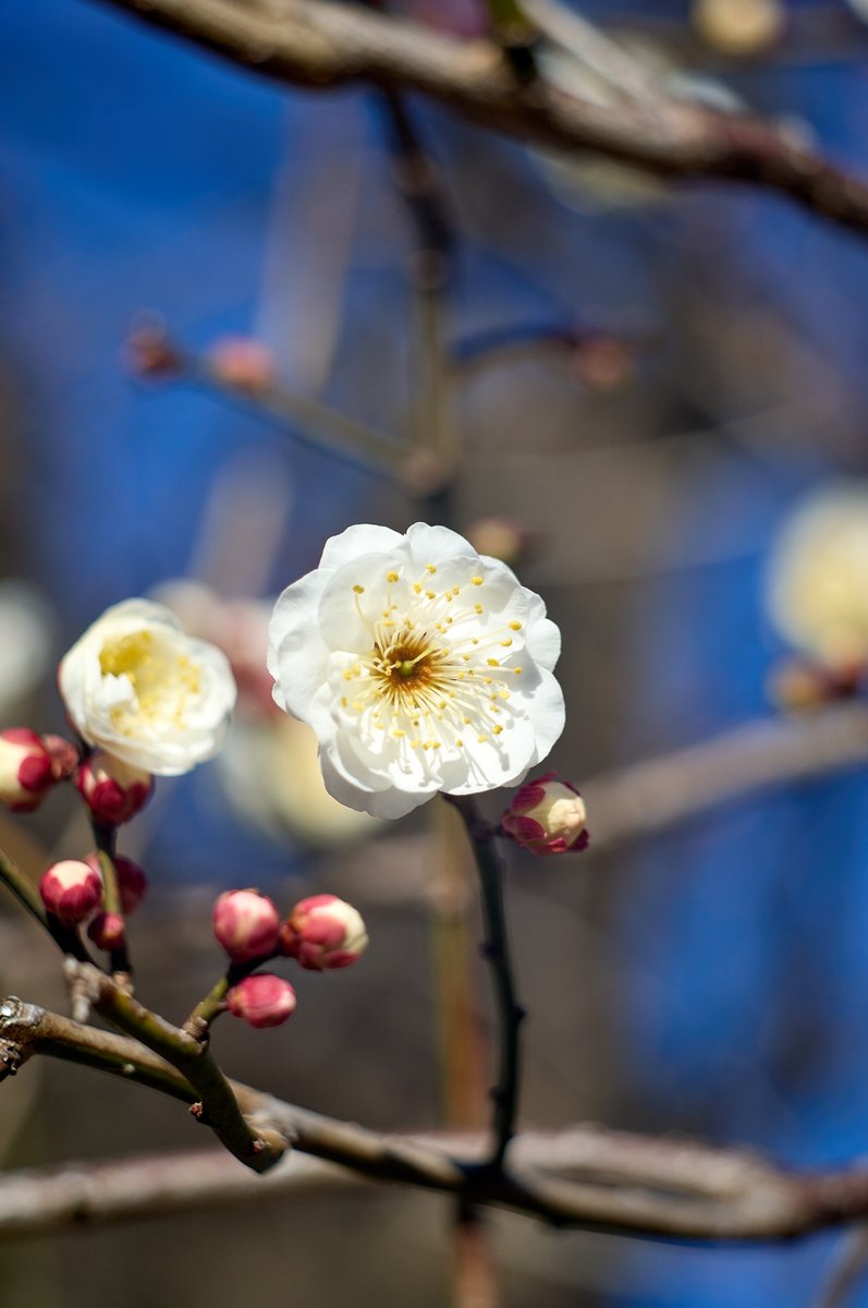 tsurane's tweet photo. 白梅
sigma fp l
Meopta Tele-Mirar 90mm/f4.5
#白梅 #梅
#メオプタ #テレミラー #meopta #telemirar #telemirar90
#sigma #sigmafpl
#オールドレンズ #oldlens #vintagelens
#NoWar https://t.co/DKXOu74ixh