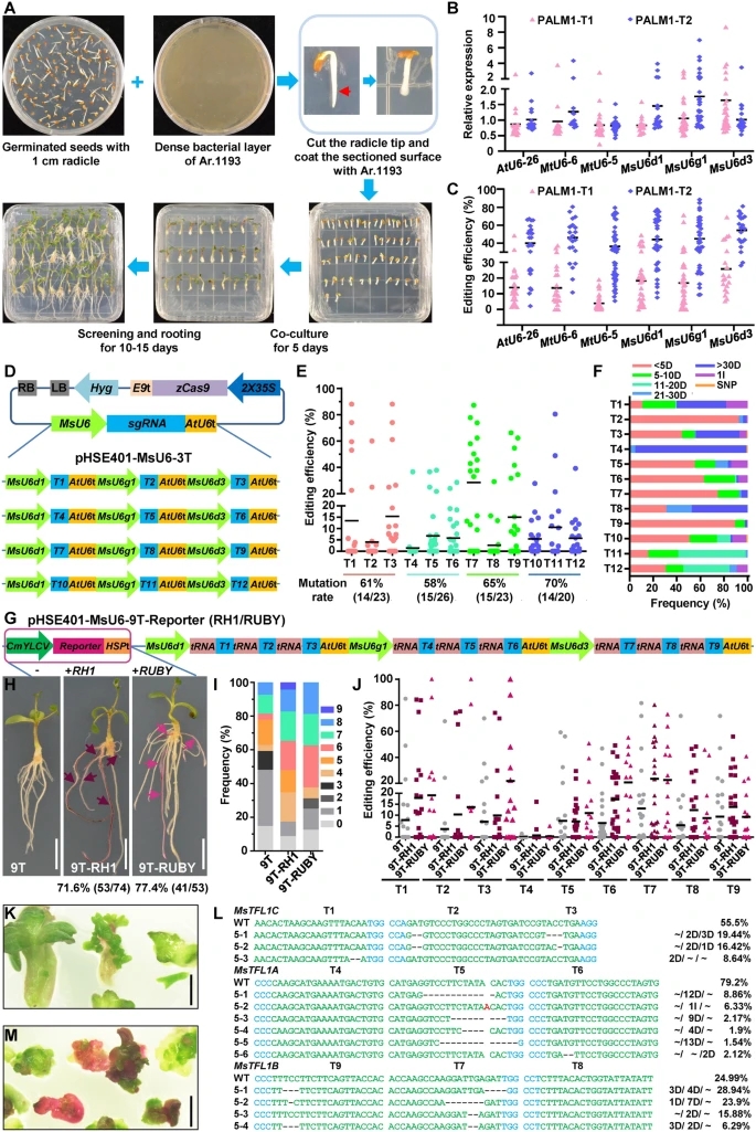 👏👏👏New work online #aBIOTECH
Convenient, high-efficiency multiplex genome editing in #autotetraploid alfalfa using endogenous #U6 promoters and visual reporters
link.springer.com/article/10.100…