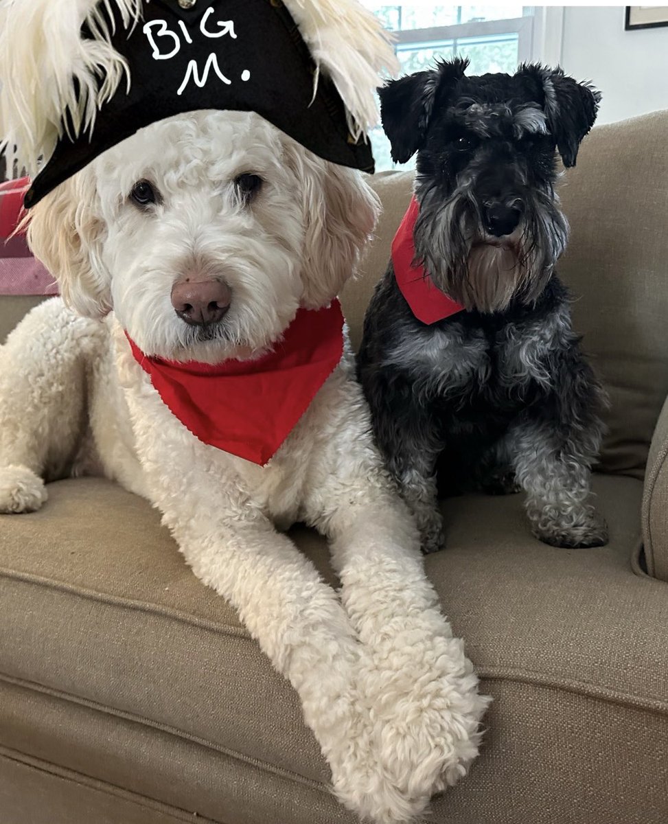 It’s a great day to be a schnauzer!