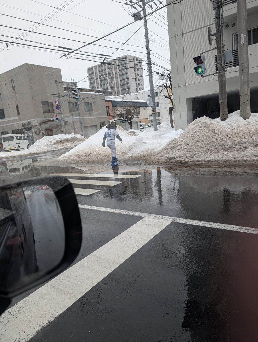 GreentimeLife's tweet image. 今日B・Bが横断歩道を渡ってました。
周りにスタッフさんとかいなくて、1人で。
#当たり前だけどちゃんと信号待ってた
#ファイターズ
#fighters