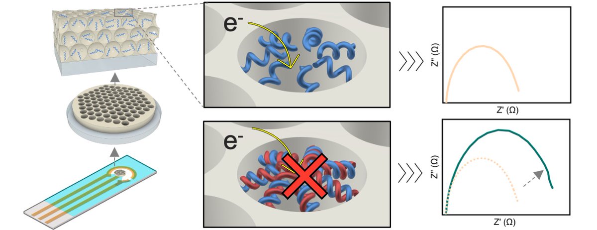 Maximiliano Jara Fornerod (@maxijaraforn) on Twitter photo We detected DNA electrochemically using an electrode coated with a self-assembled nanochannel array!
Find the last work from my PhD at <a href="/AdReNa_Lab/">Adaptive & Responsive Nanomaterials Lab at UCL</a> <a href="/uclchemeng/">UCL Chemical Engineering</a> in the link:
pubs.rsc.org/en/content/art… We detected DNA electrochemically using an electrode coated with a self-assembled nanochannel array!
Find the last work from my PhD at <a href="/AdReNa_Lab/">Adaptive & Responsive Nanomaterials Lab at UCL</a> <a href="/uclchemeng/">UCL Chemical Engineering</a> in the link:
pubs.rsc.org/en/content/art…