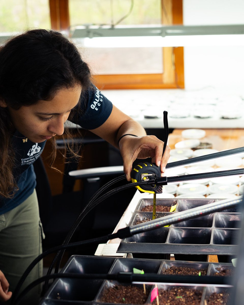 #News! A rare plant rediscovered after 30 years! Scientists in Galápagos found 16 new 𝘚𝘤𝘢𝘭𝘦𝘴𝘪𝘢 𝘳𝘦𝘵𝘳𝘰𝘧𝘭𝘦𝘹𝘢 plants, renewing hope for conservation. 🌿💚 

📖 Read the full story here: darwinfoundation.org/en/news/all-ne…

#GV2050 #ScalesiaRetroflexa #HopeForNature #Scalesia