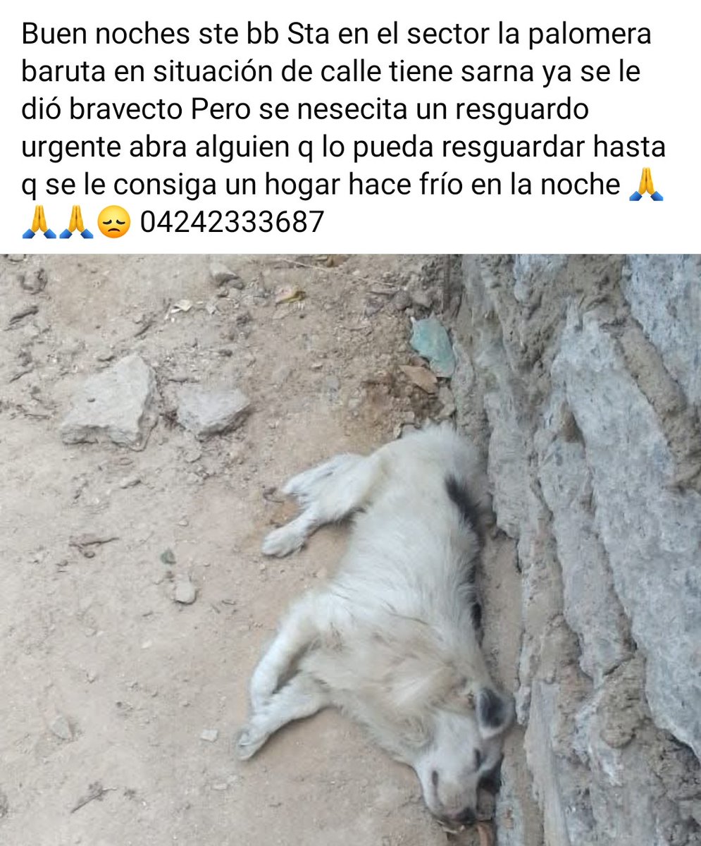 PerroUsuario tweet picture
