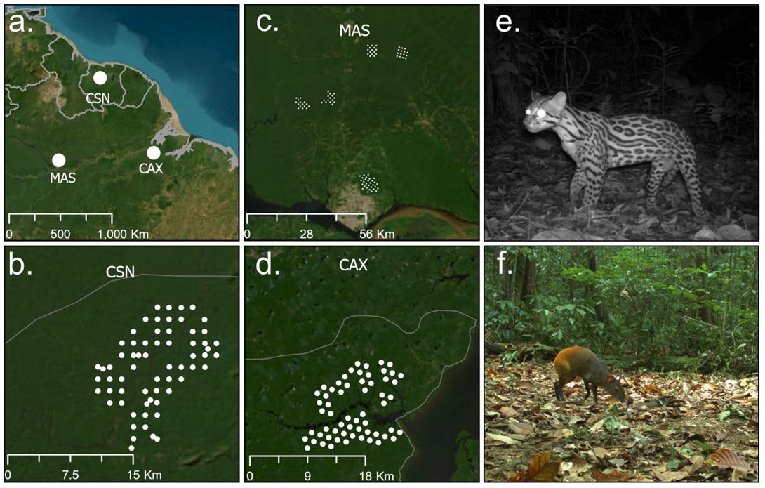 "New research reveals how predators and prey adjust their behaviours in space and time! 📷 Using camera-trap data from Brazil and Suriname, we found that red-rumped agoutis adjust their activity patterns in response to ocelots' presence."
buff.ly/40QU0hz