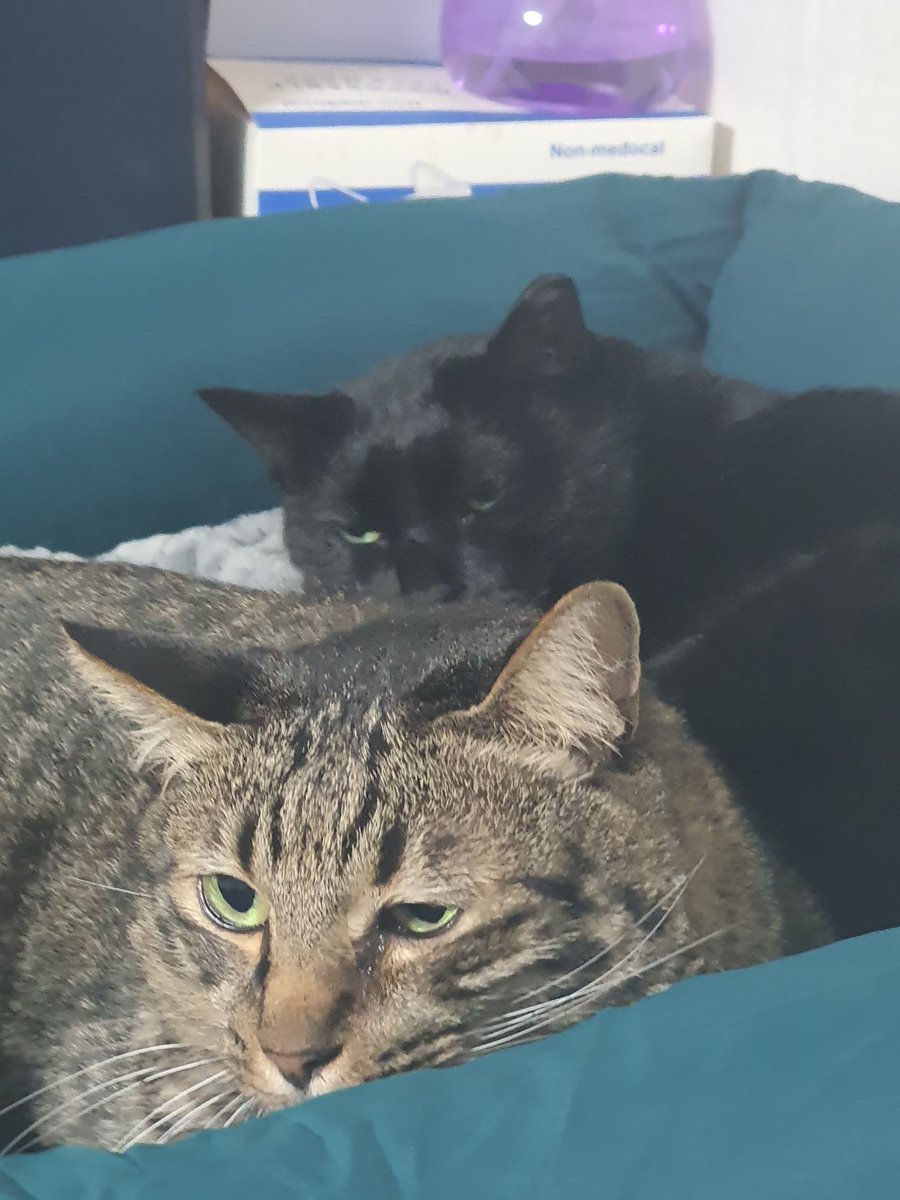 오랜만에 올리네용..로이랑 찰리는 잘 지냅니다.
<a href="/like_shushu/">슈슈네 찰리</a> 여전히 둘만 친하게 지내는것도 여전합니당...