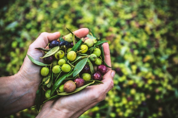 LFI_Inc's tweet photo. Since 1982, LFI Incorporated has been setting the gold standard in imported food products. Quality and customer satisfaction are our top priorities. Discover more at https://t.co/aVaf8a0fdS. https://t.co/2PgCOdXqLp